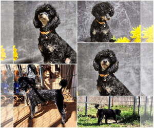 Father of the Bernedoodle (Miniature) puppies born on 08/31/2026