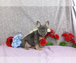 French Bulldog Puppy for sale in FREDERICKSBURG, OH, USA