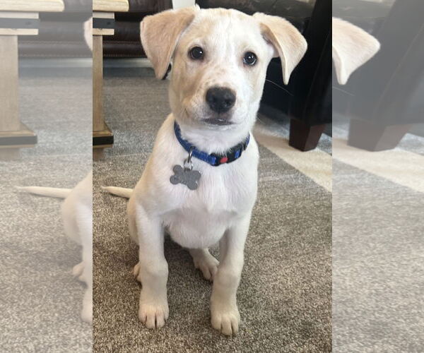 Medium Photo #1 Labrador Retriever-Unknown Mix Puppy For Sale in Holly Springs, NC, USA