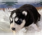 Small Photo #11 Siberian Husky Puppy For Sale in LAWNDALE, NC, USA