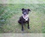 Small #1 American Pit Bull Terrier-Labrador Retriever Mix