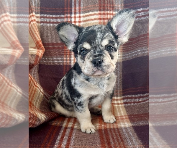 Medium Photo #4 French Bulldog Puppy For Sale in NEWTON, NJ, USA