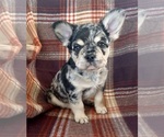 Small #3 French Bulldog