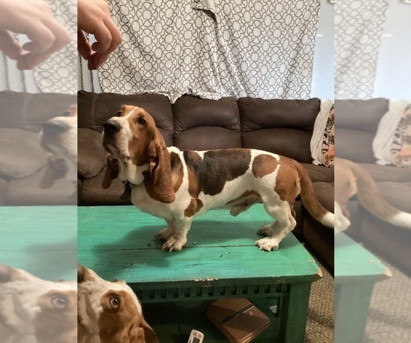 Medium Photo #1 Basset Hound Puppy For Sale in NORMAN, OK, USA