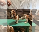 Small Photo #1 Basset Hound Puppy For Sale in NORMAN, OK, USA