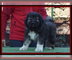 Caucasian Shepherd Dog Puppy for sale in Zarnesti, Brasov, Romainia