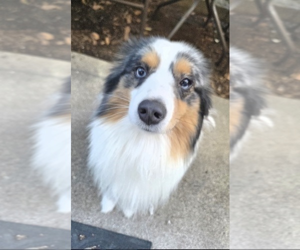 Medium Photo #4 Miniature Australian Shepherd Puppy For Sale in GROVER BEACH, CA, USA