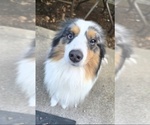 Small #3 Miniature Australian Shepherd
