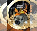 Small #4 Akita