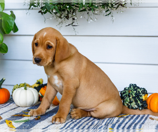 Medium Photo #4 Golden Retriever-Jack Russell Terrier Mix Puppy For Sale in WAKARUSA, IN, USA