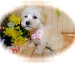 Small Photo #2 Maltese-Poodle (Toy) Mix Puppy For Sale in HAMMOND, IN, USA