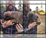 Puppy Pink Girl Belgian Malinois