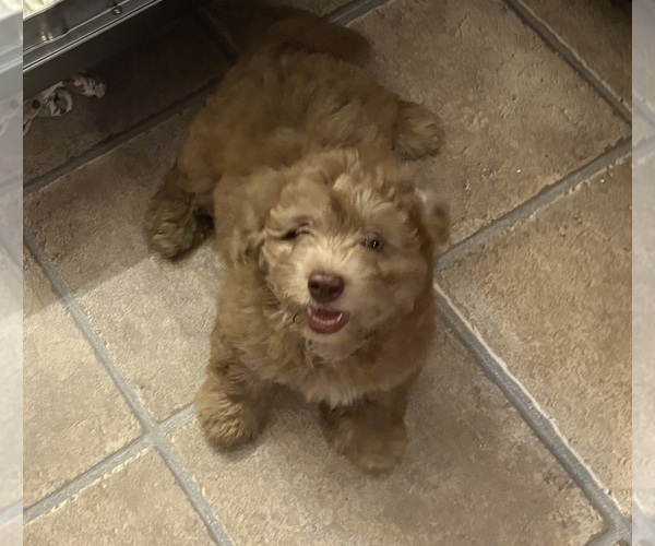Medium Photo #3 Aussiedoodle-Labradoodle Mix Puppy For Sale in WAYNESFIELD, OH, USA