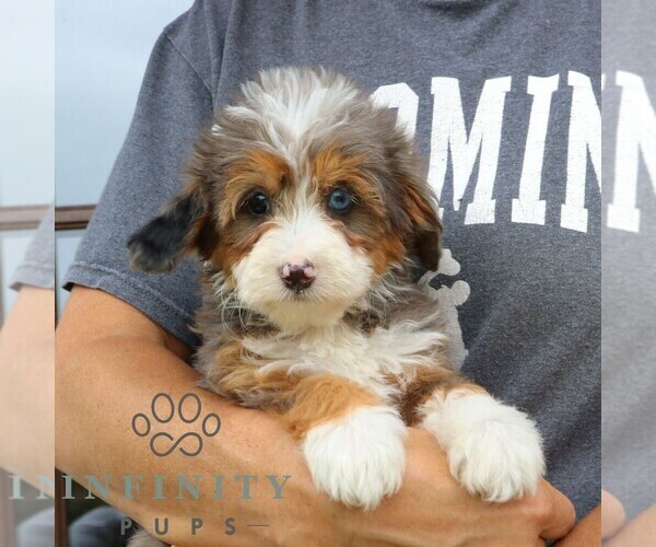 Medium Photo #1 Bernedoodle (Miniature) Puppy For Sale in NARVON, PA, USA