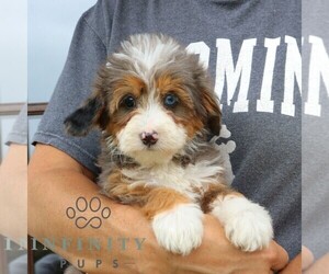Bernedoodle (Miniature) Puppy for sale in NARVON, PA, USA