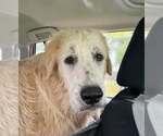 Small Great Pyrenees