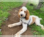 Small Photo #1 Irish Doodle Puppy For Sale in SILVERDALE, WA, USA