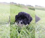 Small #4 Cavapoo