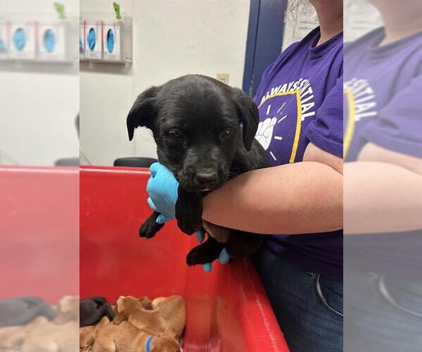 Medium Photo #1 German Shepherd Dog-Unknown Mix Puppy For Sale in Bakersfield, CA, USA
