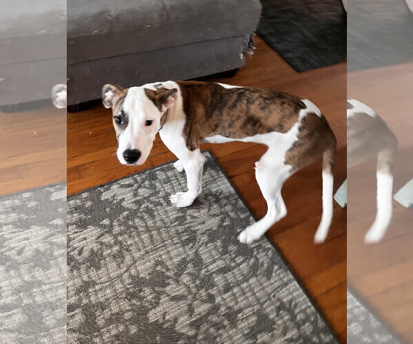 Medium Photo #4 American Pit Bull Terrier-Great Dane Mix Puppy For Sale in Fenton, MO, USA