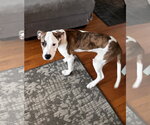 Small #3 American Pit Bull Terrier-Great Dane Mix