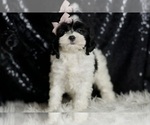 Small Photo #87 Cavapoo Puppy For Sale in WARSAW, IN, USA