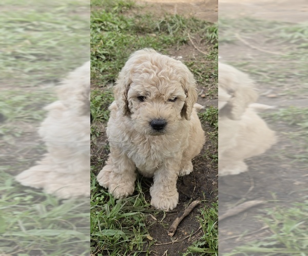 Medium Photo #1 Double Doodle Puppy For Sale in FYFFE, AL, USA