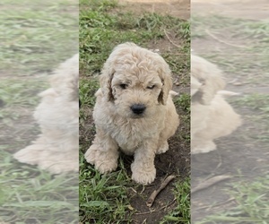 Double Doodle Puppy for sale in FYFFE, AL, USA