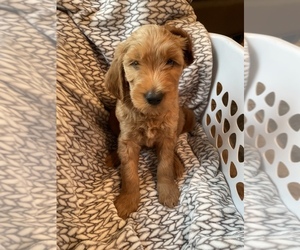 Goldendoodle Puppy for sale in MCALESTER, OK, USA