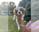 Puppy Lucky Cavalier King Charles Spaniel