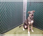 Small Doberman Pinscher-Siberian Husky Mix