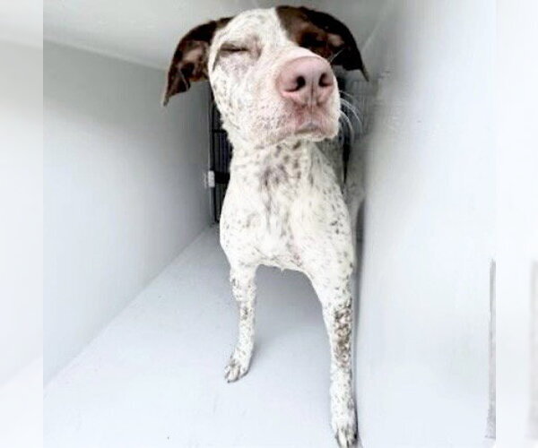 Medium Photo #1 Australian Shepherd Puppy For Sale in Houston, TX, USA