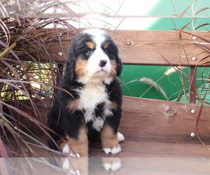 Bernese Mountain Dog Puppy for sale in SHILOH, OH, USA