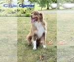 Small Photo #1 Miniature Australian Shepherd Puppy For Sale in FREMONT, MI, USA