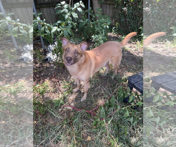 Medium Photo #2 Black Mouth Cur-German Shepherd Dog Mix Puppy For Sale in Jackson, MS, USA