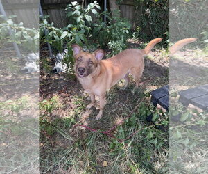 Bo - Male Black Mouth Cur-German Shepherd Dog Mix Dog for Adoption - Photo #2