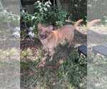 Small #1 Black Mouth Cur-German Shepherd Dog Mix