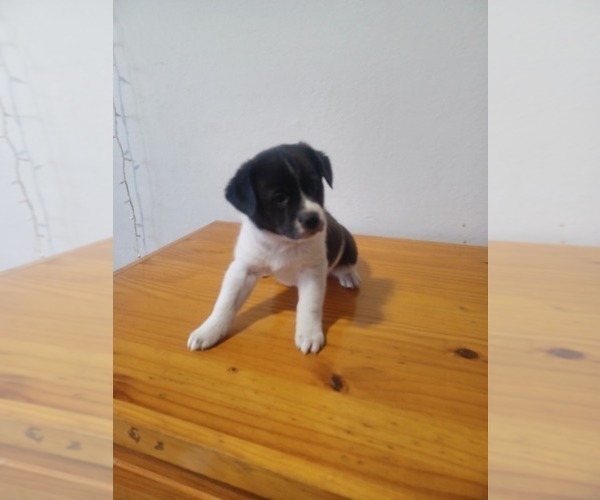Medium Photo #1 Border-Aussie Puppy For Sale in MILWAUKEE, WI, USA