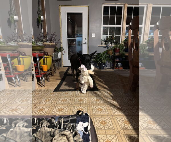 Medium Photo #2 Doberman Pinscher-German Shepherd Dog Mix Puppy For Sale in Minneaoplis, MN, USA