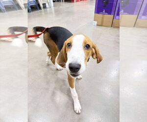 Mutt Dogs for adoption in Roxboro, NC, USA