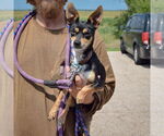 Small #2 Italian Greyhound-Miniature Pinscher Mix