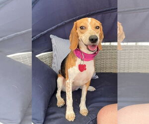 Beagle Dogs for adoption in Las Vegas, NV, USA