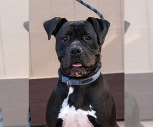 Diesel - Foster or Adopt Me! - Male American Staffordshire Terrier-Boxer Mix Dog for Adoption - Photo #14