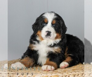 Bernese Mountain Dog Puppy for sale in EPHRATA, PA, USA