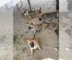 Image preview for Ad Listing. Nickname: Malinois Sheps
