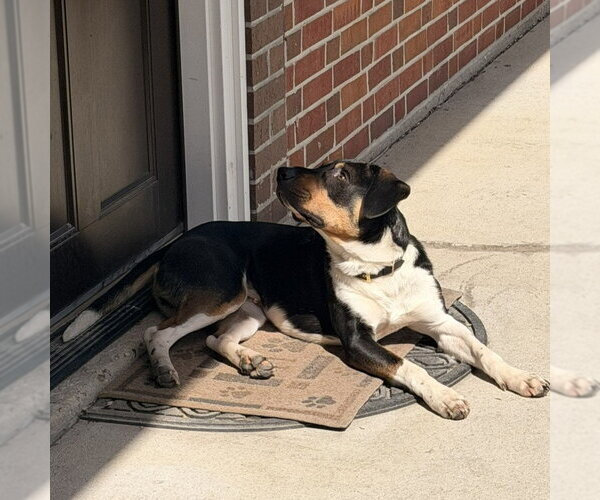 Medium Photo #6 Mutt Puppy For Sale in Fargo, ND, USA