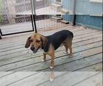 Small #11 Beagle