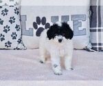Puppy 1 Poodle (Toy)