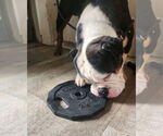 Small #1 Bulldog Mix