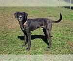MILO - Male Boxer-Unknown Mix Dog for Adoption - Small photo